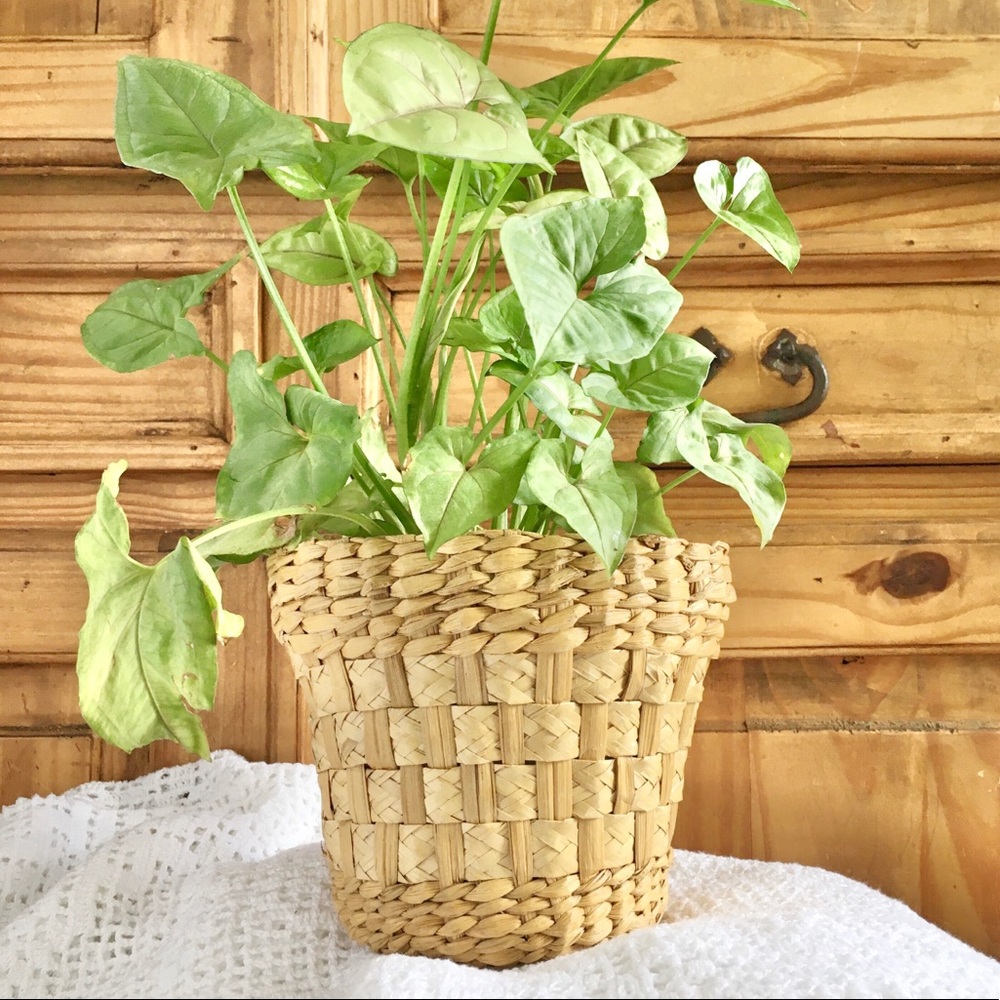 Boho Planter Basket Bohemian Natural Wicker Lined